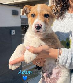 Cuccioli chiari taglia media