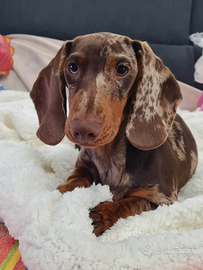 Bassotto arlecchino per monta