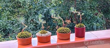 mini bonsai di pino silvestre 