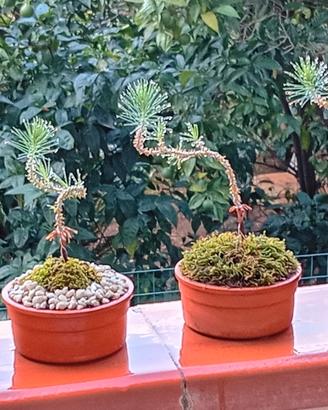 mini bonsai di pino silvestre 