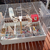 Animali uccelli