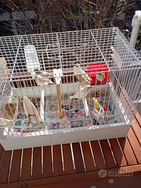 Animali uccelli