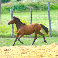 Cavalla puledra VENTASSO