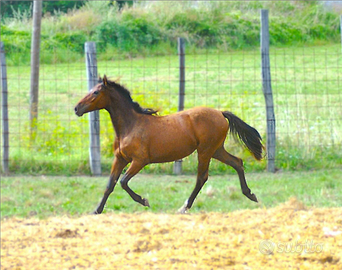 Cavalla puledra VENTASSO