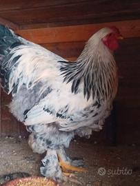 Gallo brahma