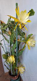 EPIPHYLLUM ( cactus d'orchidea) a fiori gialli 