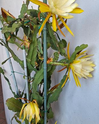 EPIPHYLLUM ( cactus d'orchidea) a fiori gialli 