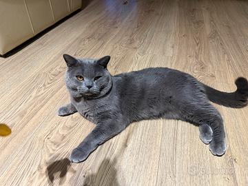 Bell maschio British bules