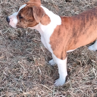 Cucciolotta Amstaff