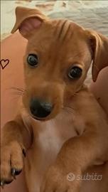 Tenero cucciolo