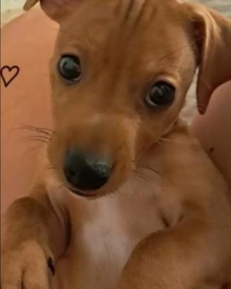 Tenero cucciolo