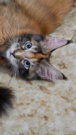 Maine coon occhi azzurri