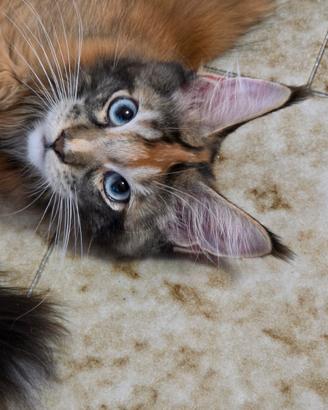 Maine coon occhi azzurri