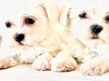 Maltese maschietti mini eroi