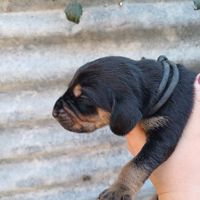 Cuccioli segugio italiano nero focato