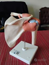 Modello articolazione spalla 3B Scientific