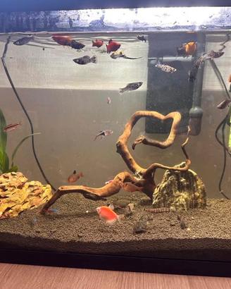 Acquario