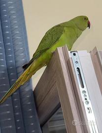 Parrocchetti dal collare giovani