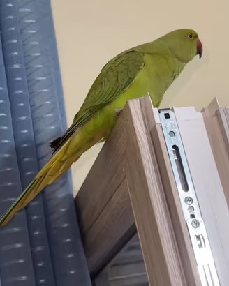 Parrocchetti dal collare giovani