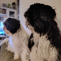 Cuccioli Shih Tzu