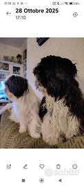Cuccioli Shih Tzu