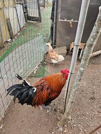 Coppia galline anatra muta maschio coppia germani