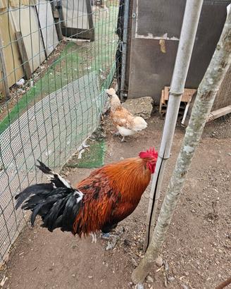 Coppia galline anatra muta maschio coppia germani