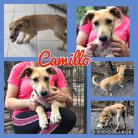 Cuccioli e adulti