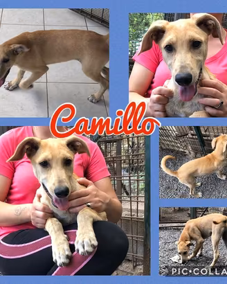 Cuccioli e adulti