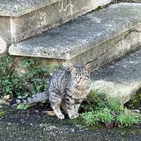 2 gattine circa 5 mese vuole una casa con amore