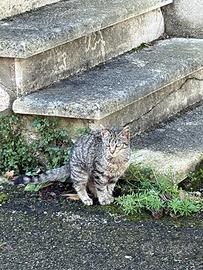 2 gattine circa 5 mese vuole una casa con amore