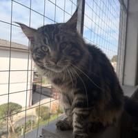 Maine Coon disponibile per monta