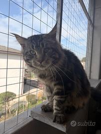 Maine Coon disponibile per monta