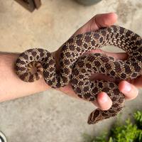 Coppia di Heterodon nasicus purple line