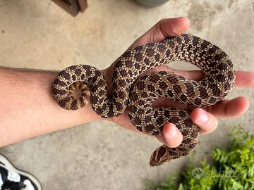 Coppia di Heterodon nasicus purple line