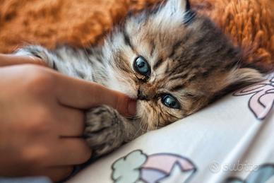 Disponibili 4 meravigliosi cuccioli di persiano
