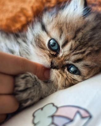 Disponibili 4 meravigliosi cuccioli di persiano