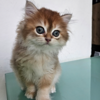 Meraviglioso cucciolo di british Longhair Pedigree