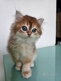 Meraviglioso cucciolo di british Longhair Pedigree