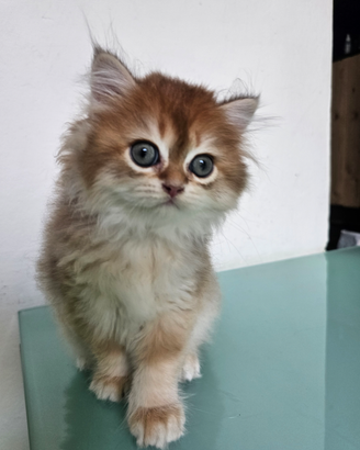 Meraviglioso cucciolo di british Longhair Pedigree