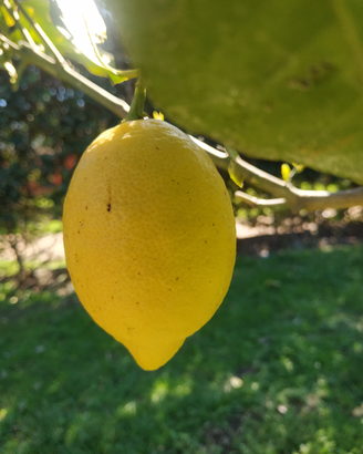 Limone quattro stagioni