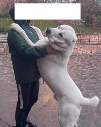 Cuccioli pastore dell'asia centrale