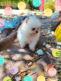 Spitz Pomerania