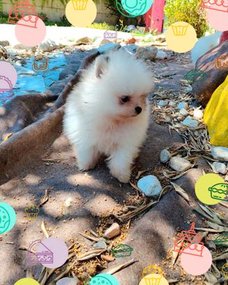 Spitz Pomerania