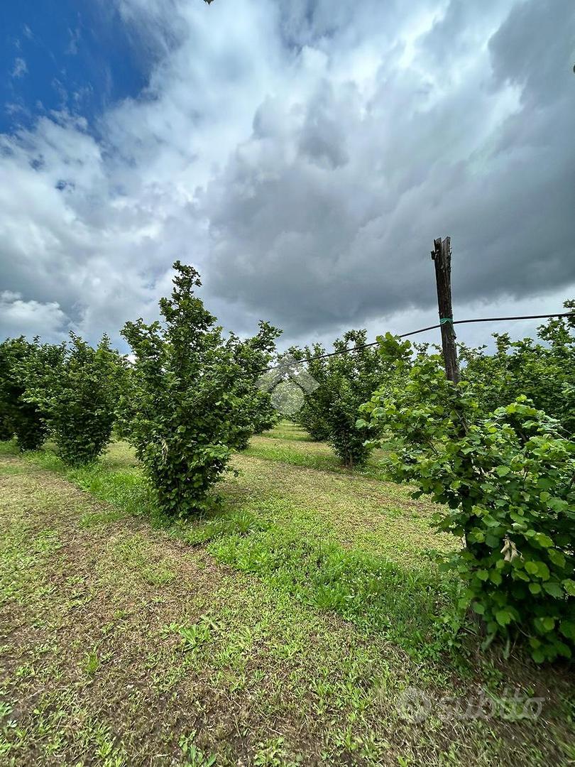 TER. AGRICOLO A GALLESE - Vista 3