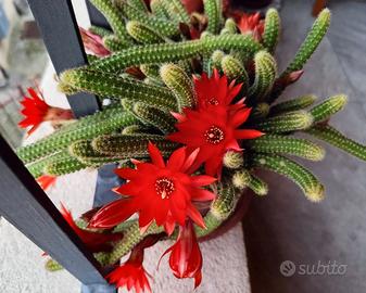 Set N 10 cactus mini fiori rossi