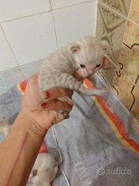 gattini bengala snow