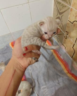 gattini bengala snow