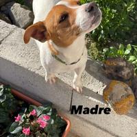 Cuccioli Jack Russell Terrier