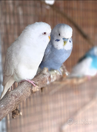 2 inseparabili e 7 cocorite